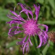 Blütenfoto Centaurea jacea